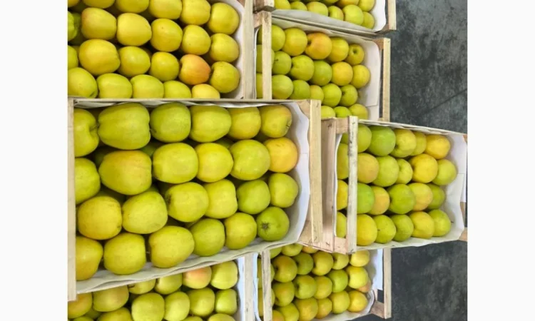 Продам яблука Голден - фото № 3