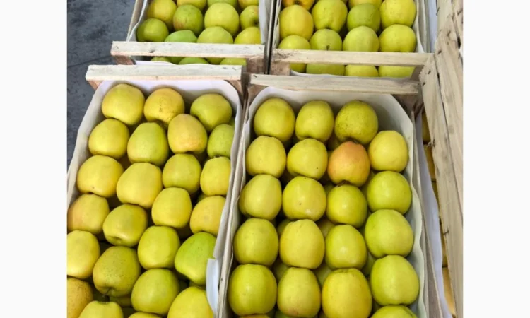 Продам яблука Голден - фото № 4