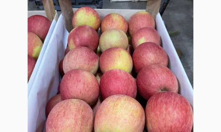 Продам яблука Фуджі - фото № 2