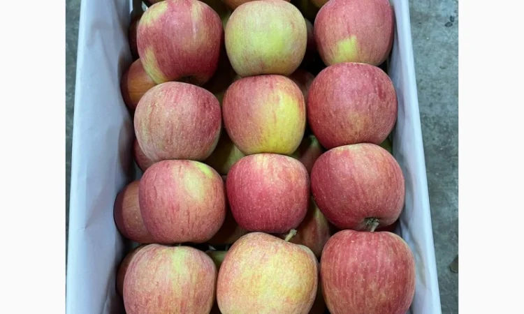 Продам яблука Фуджі - фото № 3