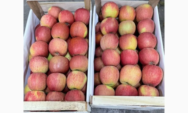 Продам яблука Фуджі - фото № 4