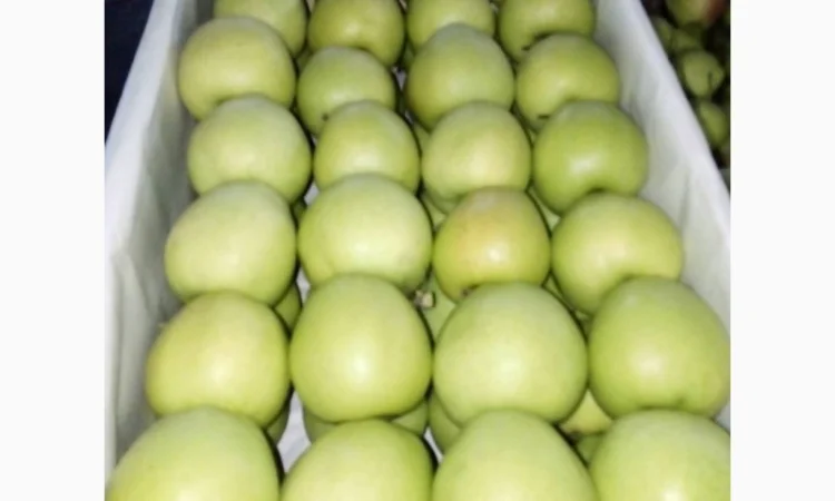 Продаємо яблука - фото № 1