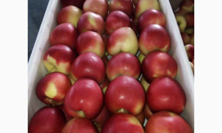 Продаємо яблука - фото № 2