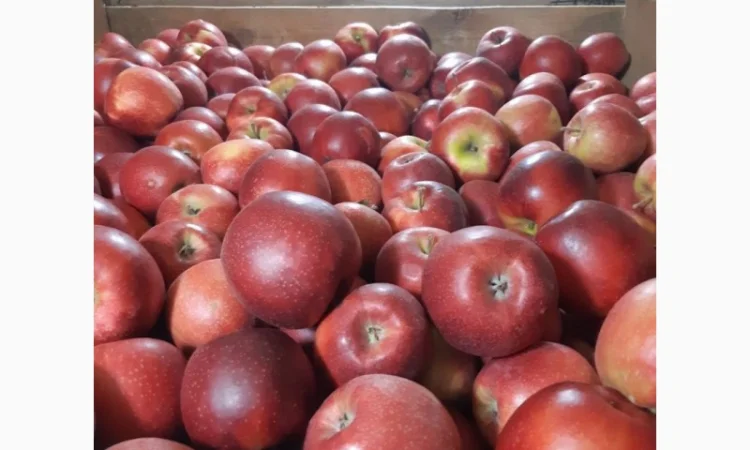 Продам яблуко чемпіон, чорний принц - фото № 1