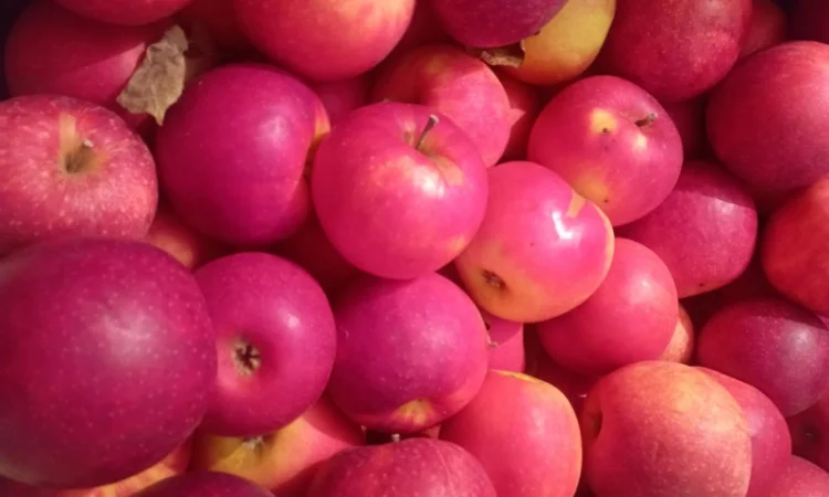 Продам якісні яблука різних сортів - фото № 1