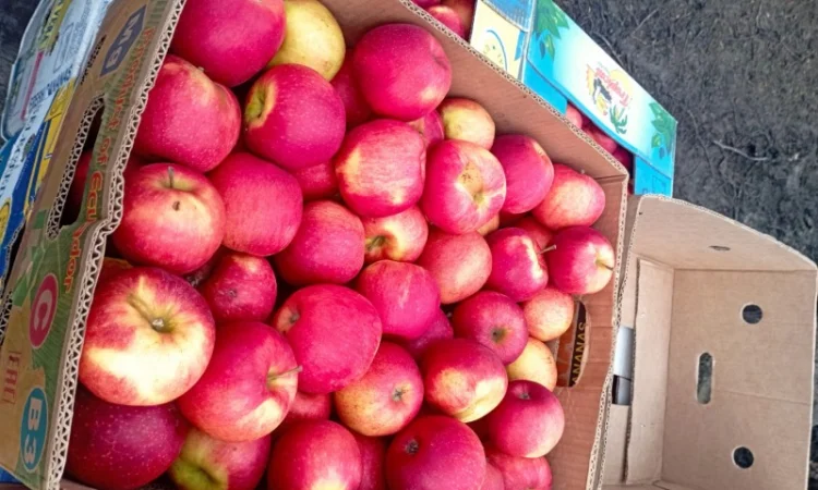 Продам якісні яблука різних сортів - фото № 4