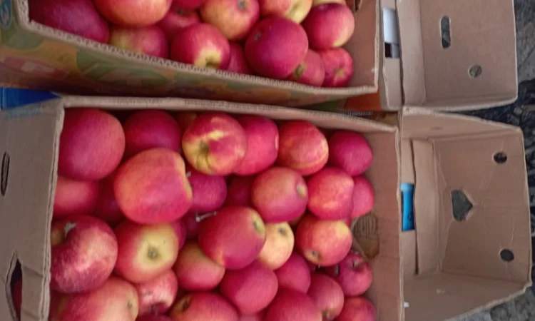 Продам якісні яблука різних сортів - фото № 5