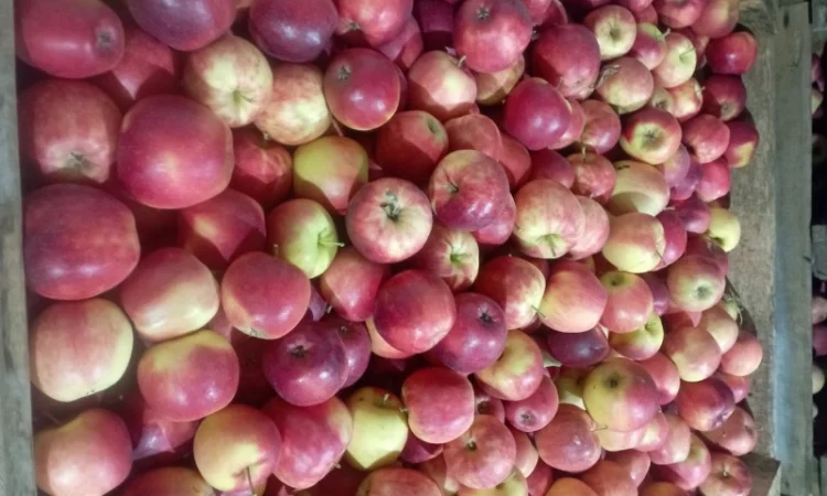 Продам якісні яблука різних сортів - фото № 7