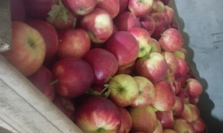 Продам якісні яблука різних сортів - фото № 8