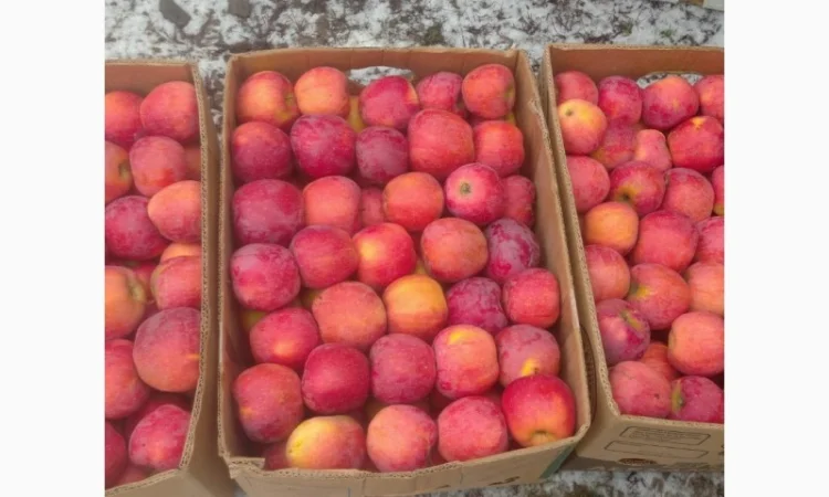 Продам яблука флорина - фото № 1