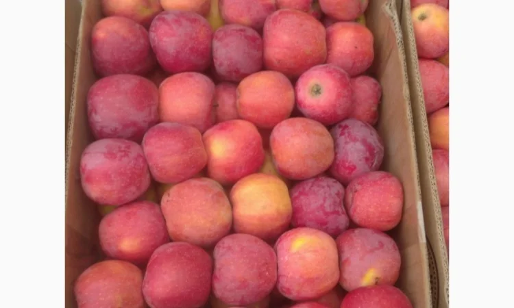 Продам яблука флорина - фото № 2