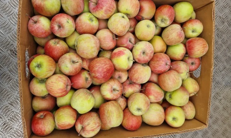 Яблука різних сортів - фото № 1