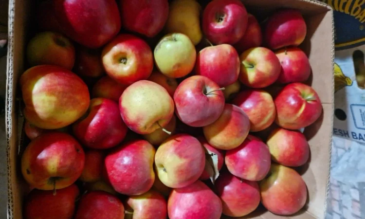 Яблука різних сортів - фото № 2