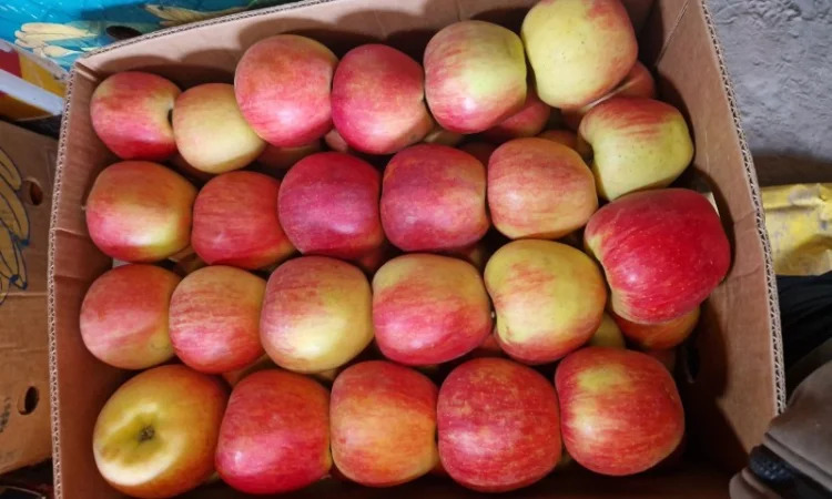 Яблука різних сортів - фото № 3