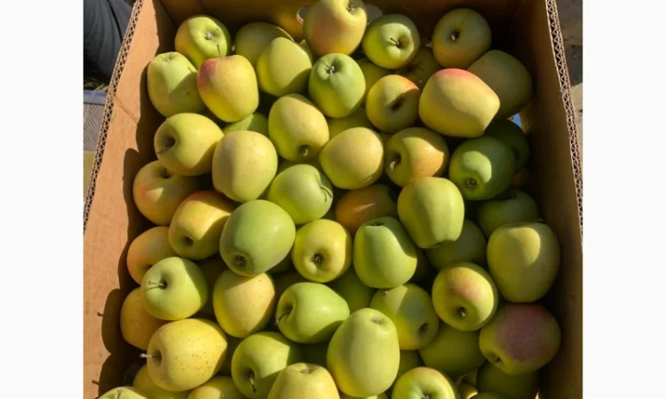 Яблука різних сортів - фото № 4