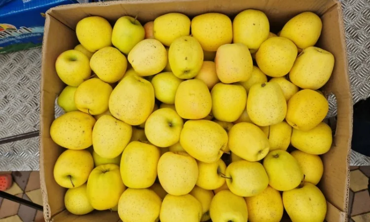 Яблука різних сортів - фото № 5