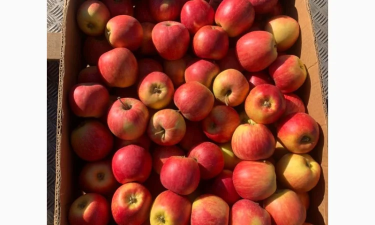 Яблука різних сортів - фото № 6