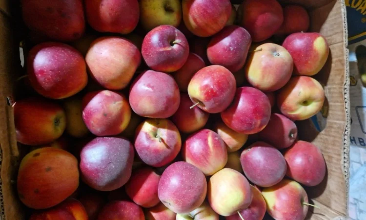 Яблука різних сортів - фото № 7