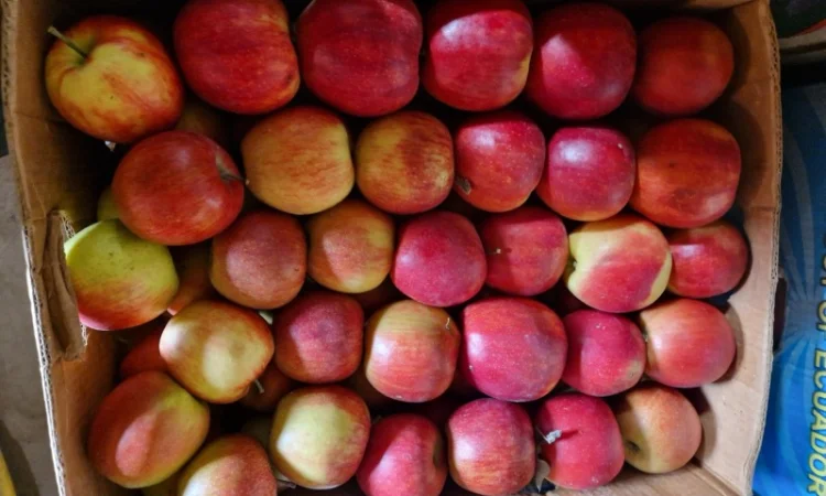 Яблука різних сортів - фото № 8