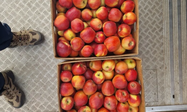 Продам яблука різних сортів гарноі якості - фото № 11