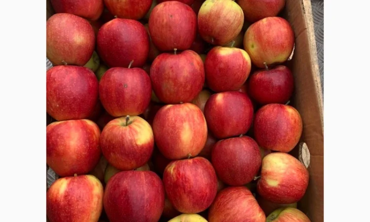 Продам яблука різних сортів гарноі якості - фото № 2