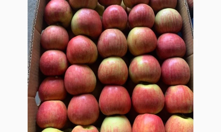 Продам яблука різних сортів гарноі якості - фото № 3