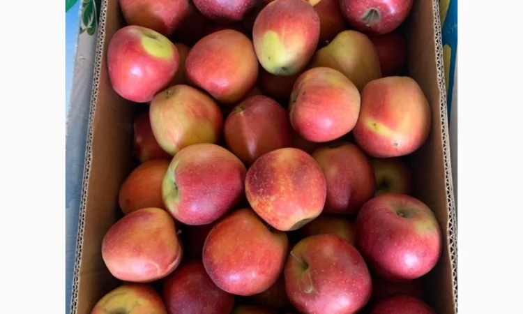 Продам яблука різних сортів гарноі якості - фото № 4