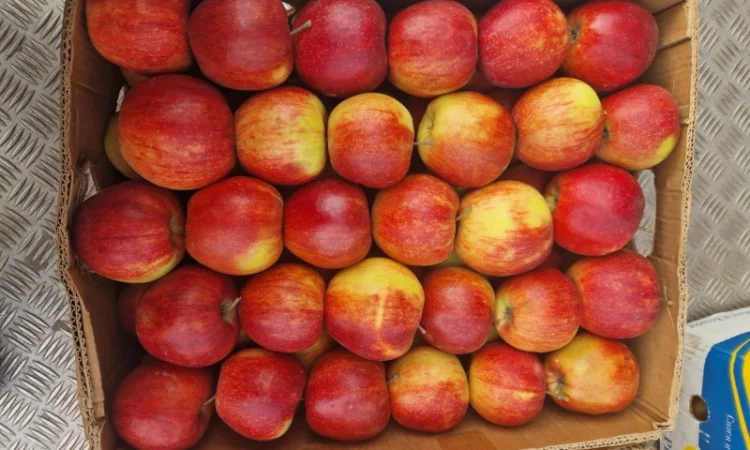 Продам яблука різних сортів гарноі якості - фото № 5