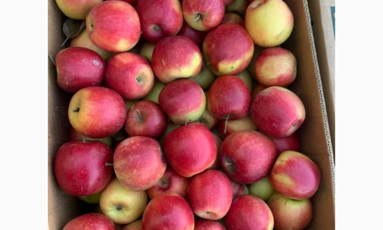 Продам яблука різних сортів гарноі якості - фото № 6