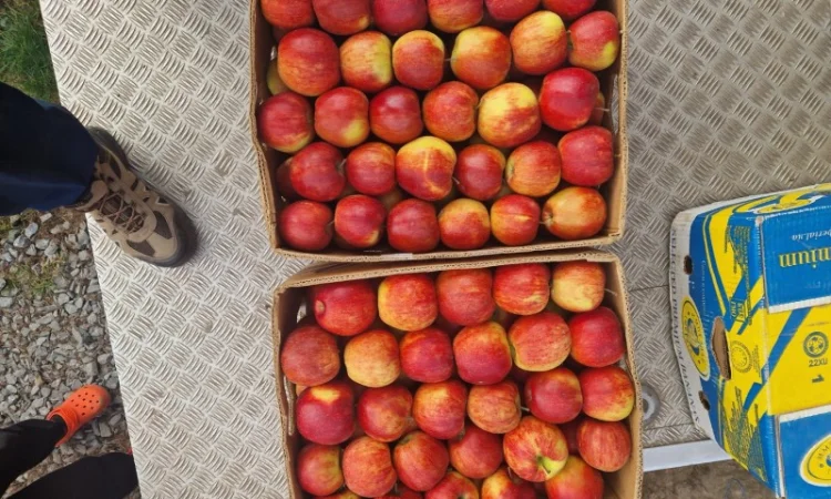 Продам яблука різних сортів гарноі якості - фото № 7