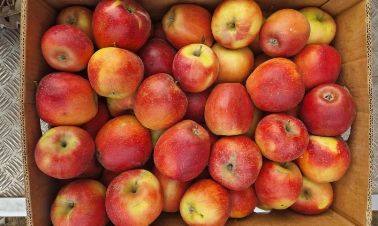 Продам яблука різних сортів гарноі якості - фото № 8