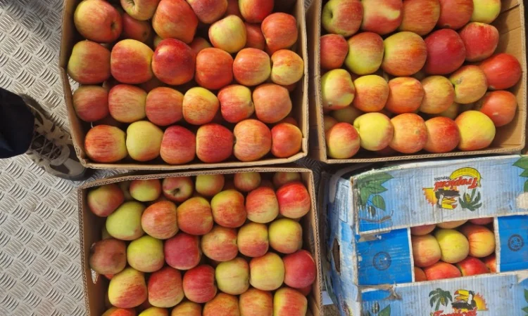 Продам яблука різних сортів гарноі якості - фото № 9