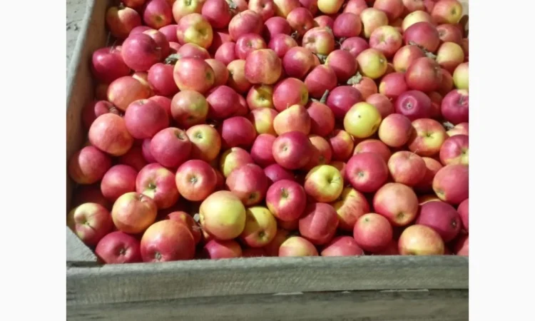 Яблука різних сортів - фото № 5