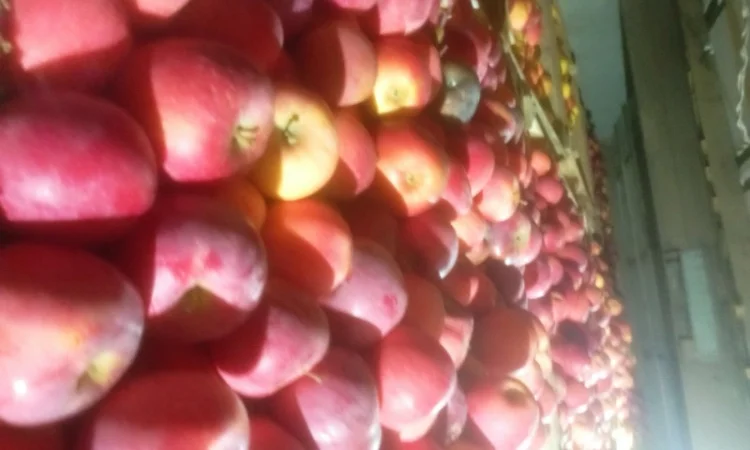 Яблука різних сортів - фото № 6