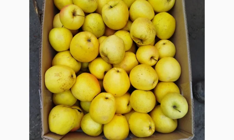 Яблука різних сортів хорошої якості - фото № 7