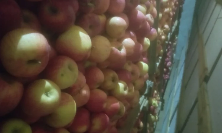 Яблука різних сортів - фото № 7