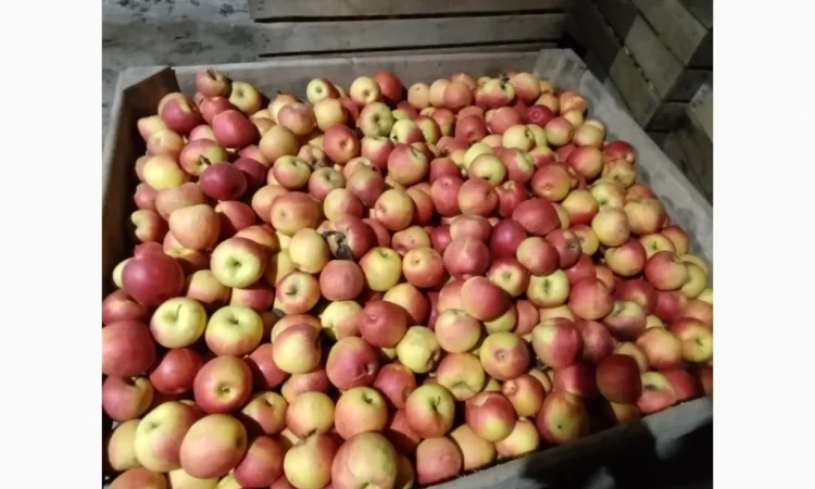 Яблука різних сортів хорошої якості - фото № 8