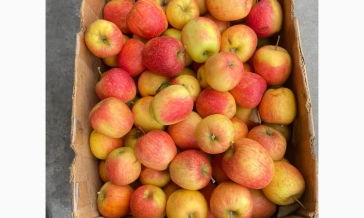Продаються яблука сорту «Чемпіон» та «Пінова» - фото № 3