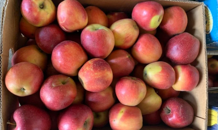 Продам яблука різних сортів - фото № 2