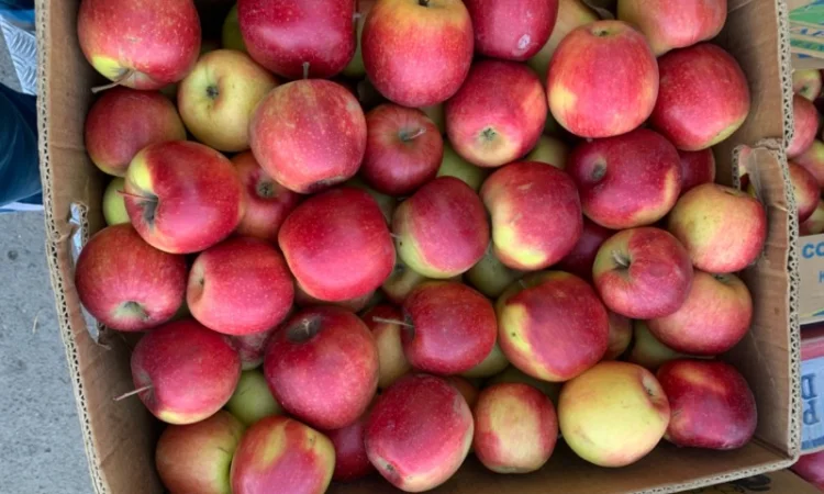 Продам яблука різних сортів - фото № 3