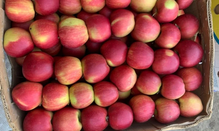 Продам яблука різних сортів - фото № 4