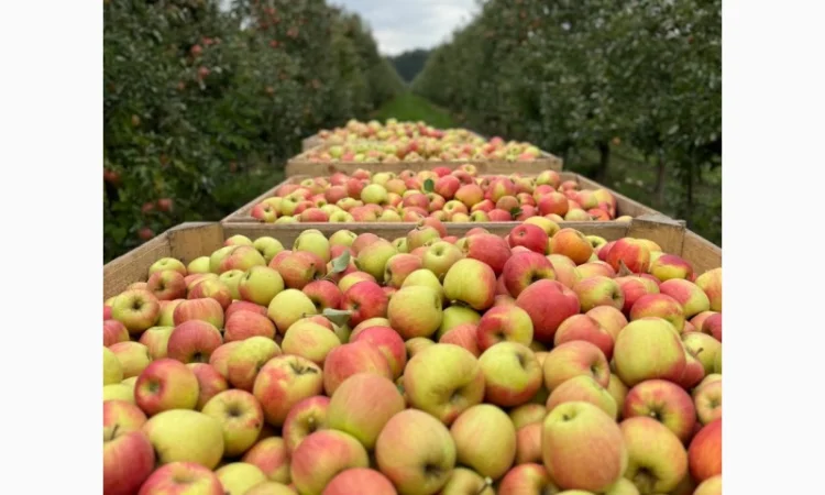 Продам яблука хорошої якості. Холодильник - фото № 1