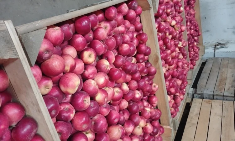 Продам яблука з холодильника АЙДАРЕД, ГОЛДЕН - фото № 1