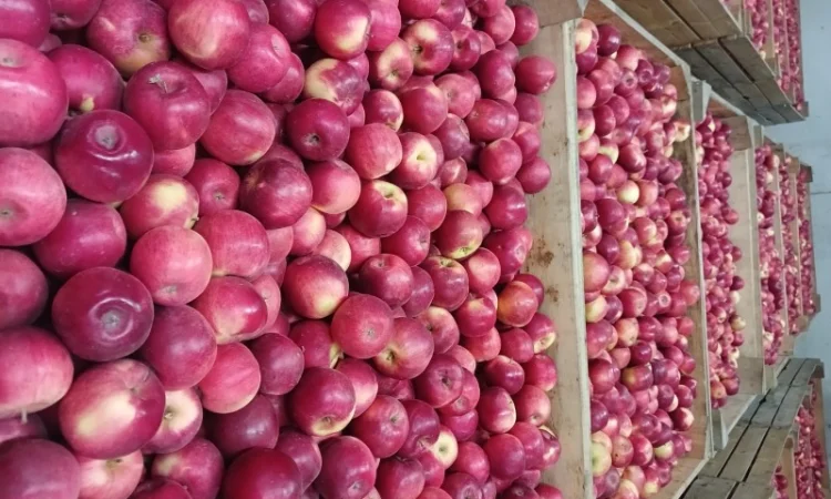 Продам яблука з холодильника АЙДАРЕД, ГОЛДЕН - фото № 2