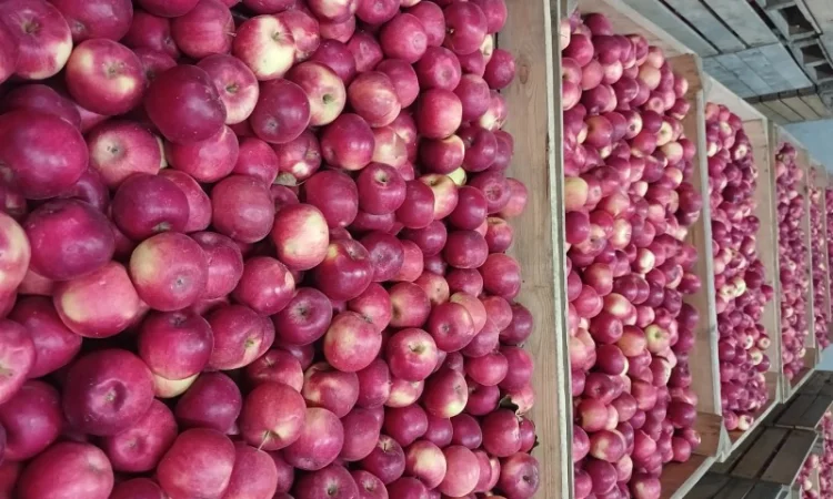 Продам яблука з холодильника АЙДАРЕД, ГОЛДЕН - фото № 3