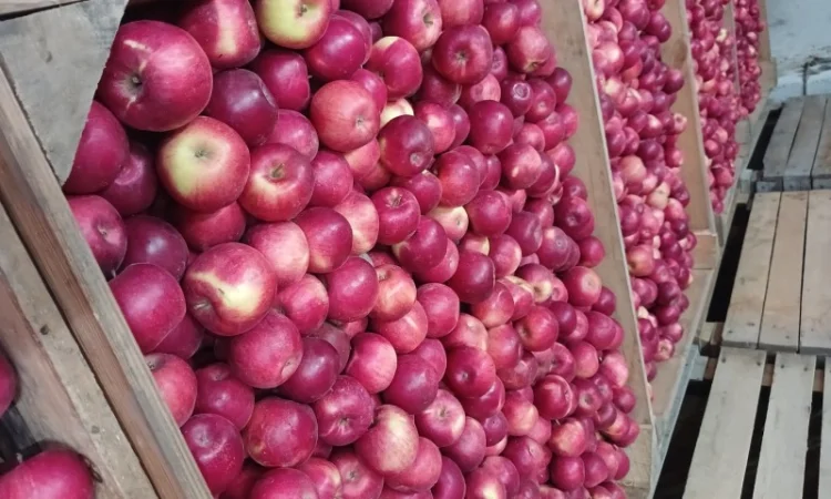 Продам яблука з холодильника АЙДАРЕД, ГОЛДЕН - фото № 4