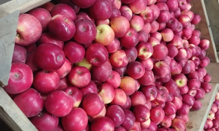 Продам яблука з холодильника АЙДАРЕД, ГОЛДЕН - фото № 5