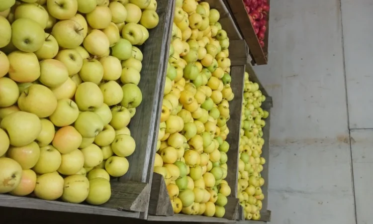 Продам яблука з холодильника АЙДАРЕД, ГОЛДЕН - фото № 6