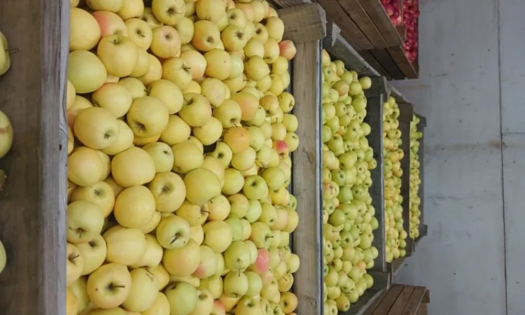 Продам яблука з холодильника АЙДАРЕД, ГОЛДЕН - фото № 7