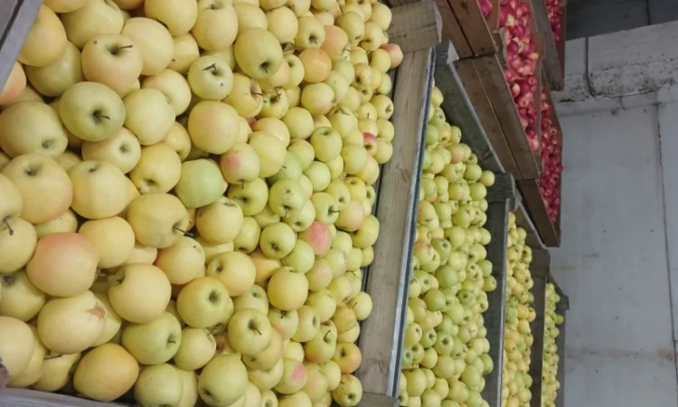 Продам яблука з холодильника АЙДАРЕД, ГОЛДЕН - фото № 8